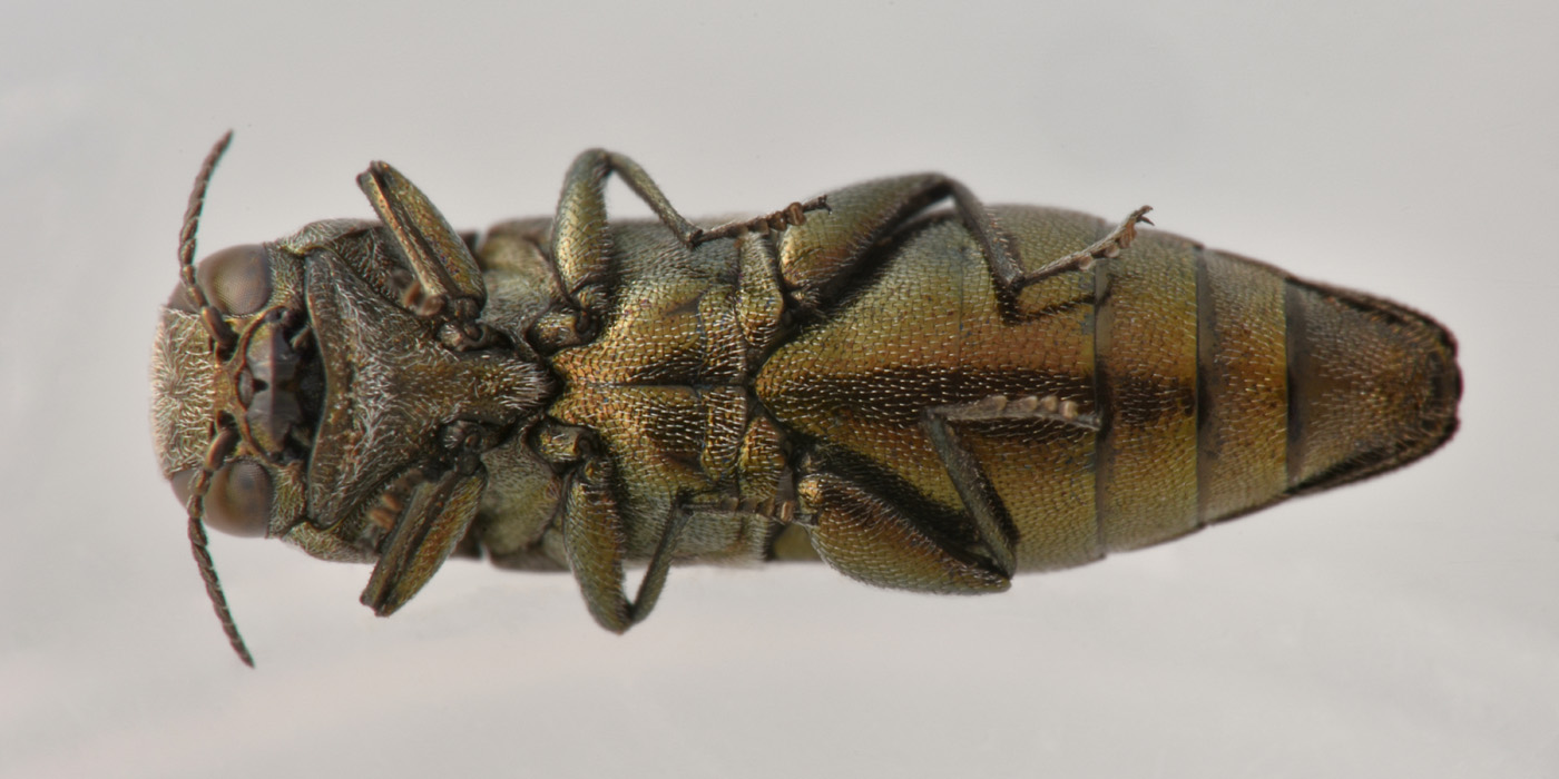 Buprestidae:  Agrilus derasofasciatus (cfr.)